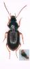 Pterostichus strenuus